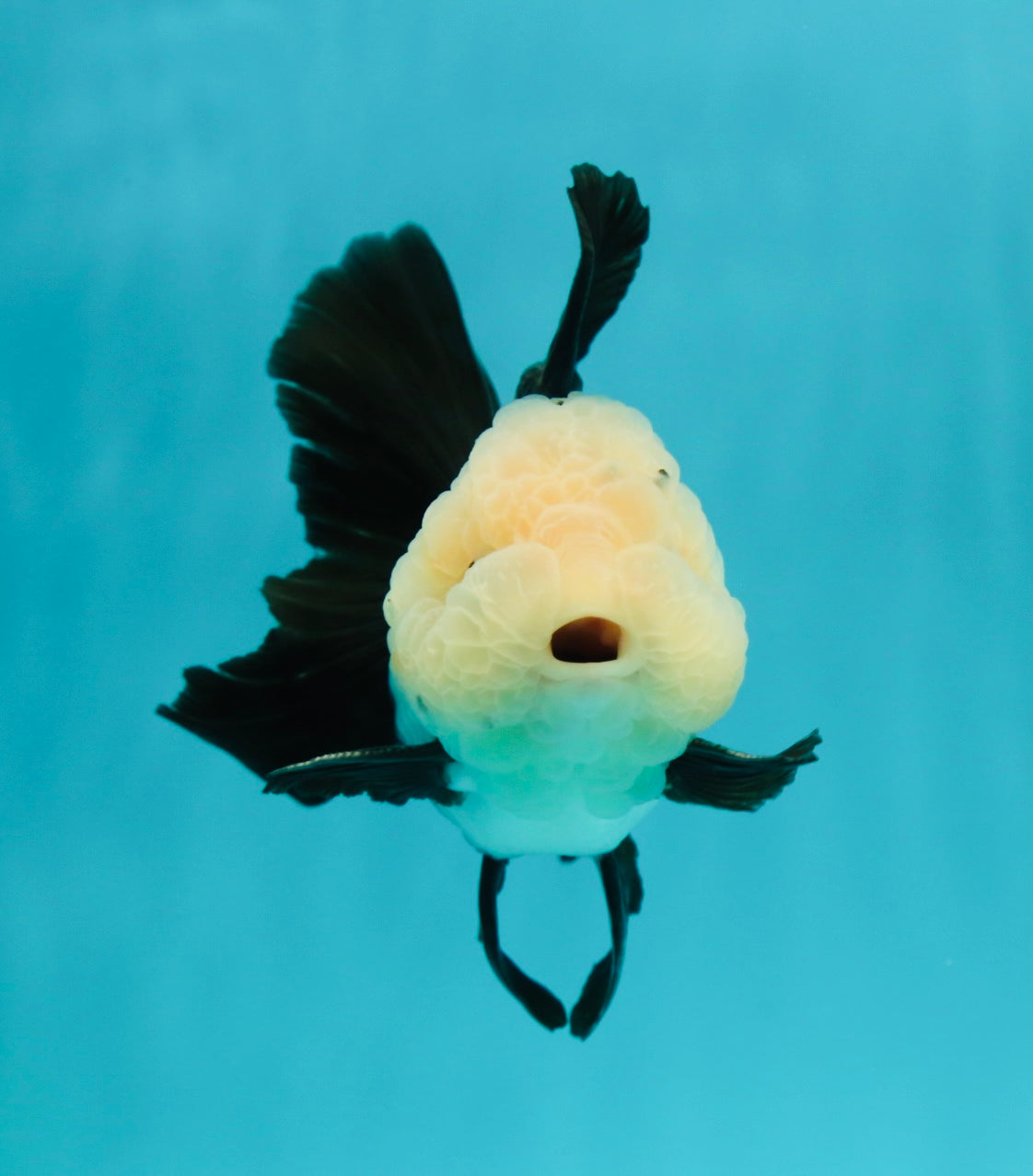 A Grade Cheeky Panda Button Eyes  Oranda Male 4.5 inches #111524OR_24