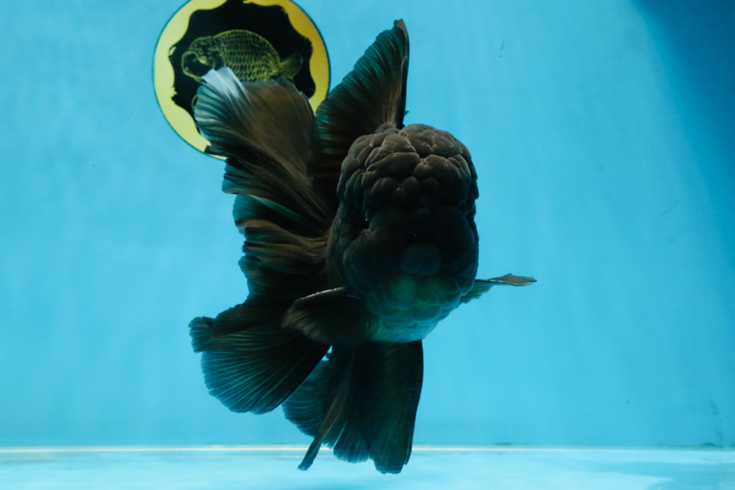 A Grade JUMBO Black Oranda Male 6.5 inches #110725OR_05