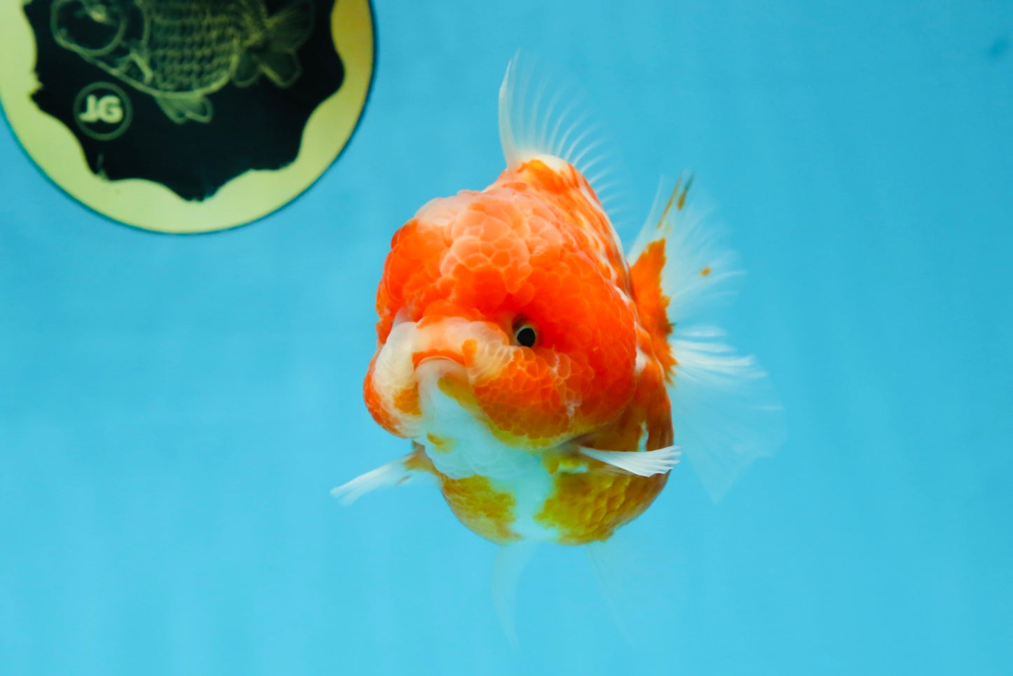 AAA Grade Cherry Sakura Yuanbao Female 4-4.5 inches #101025YB_24