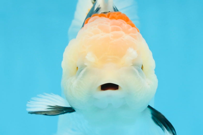 A Grade BEAUTY Tricolor Oranda Female 5.5-6 inches #072525OR_07