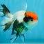 A Grade Tricolor Oranda Female 4.5 inches #010325OR_05