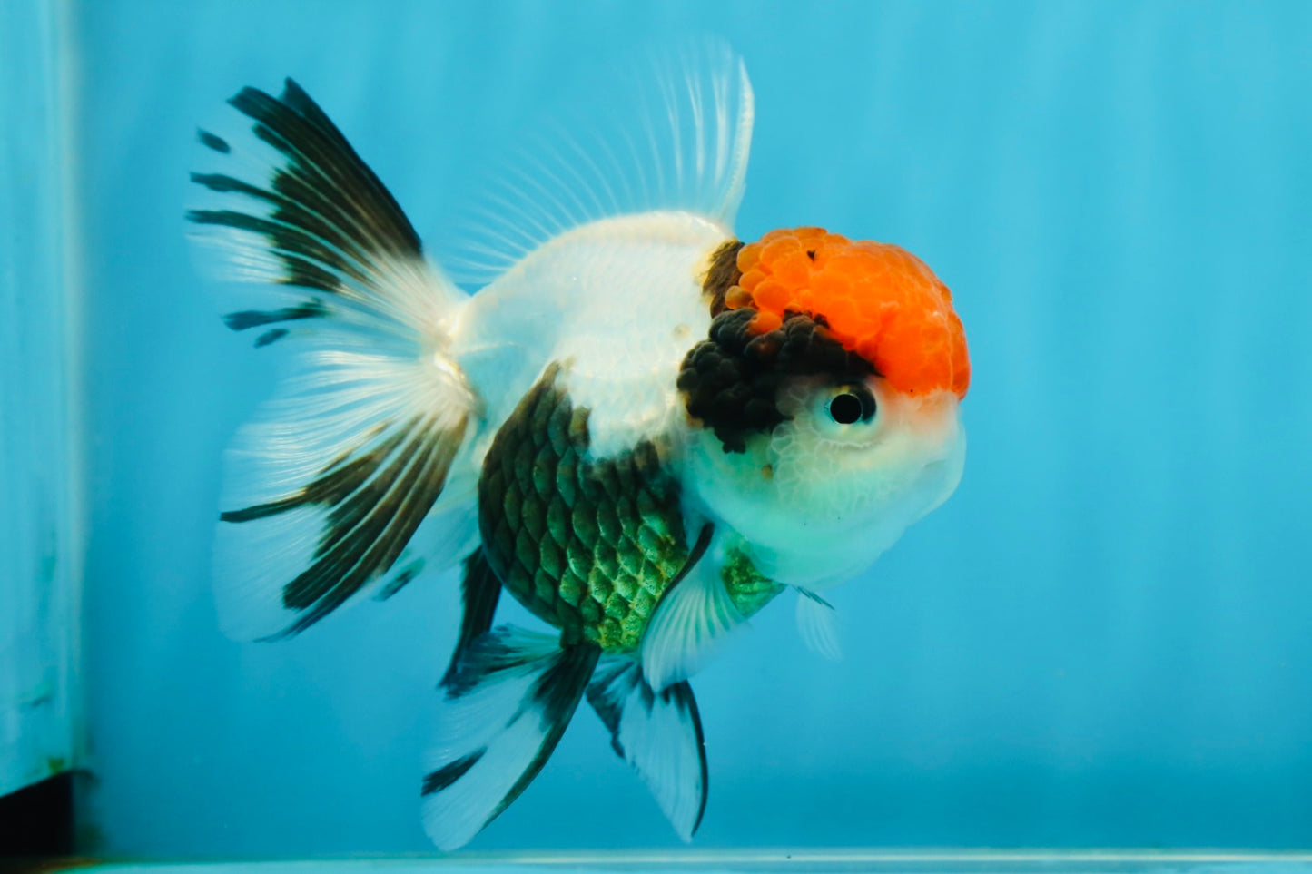 A Grade Tricolor Oranda Female 4.5 inches #010325OR_05