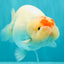 Red White Buffalo Ranchu Male 5.5-6 inches #100926RC_28