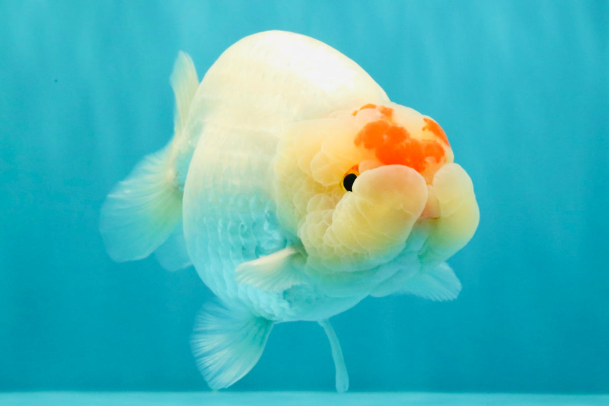 Red White Buffalo Ranchu Male 5.5-6 inches #100926RC_28