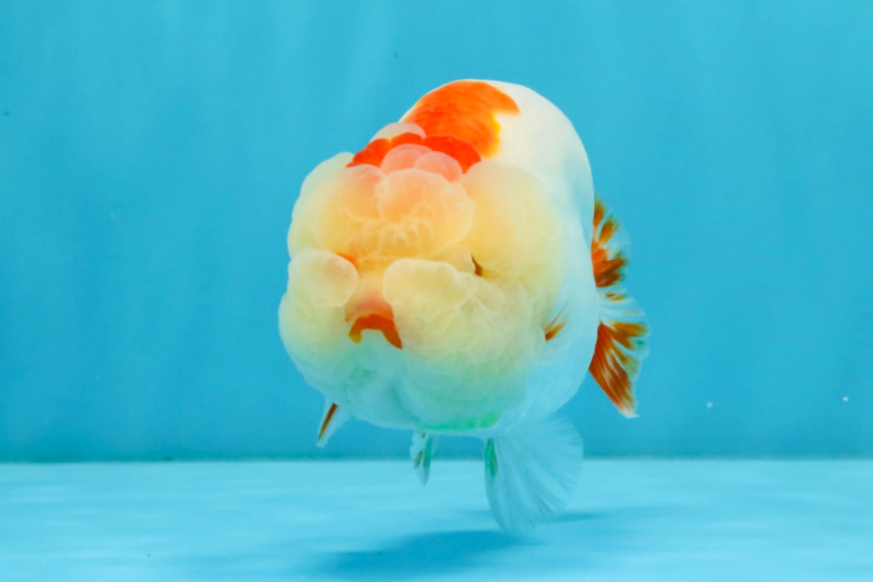 LIPSTICK AAA Grade Red White LionQueen 4.5 inches #032726LC_16