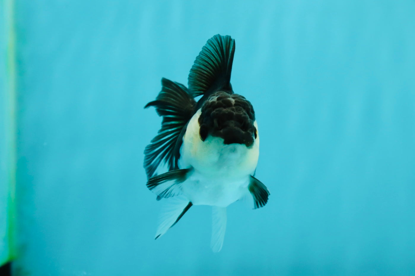 White Cheeks Panda Oranda Female 3-3.5 inches #1011OR_29