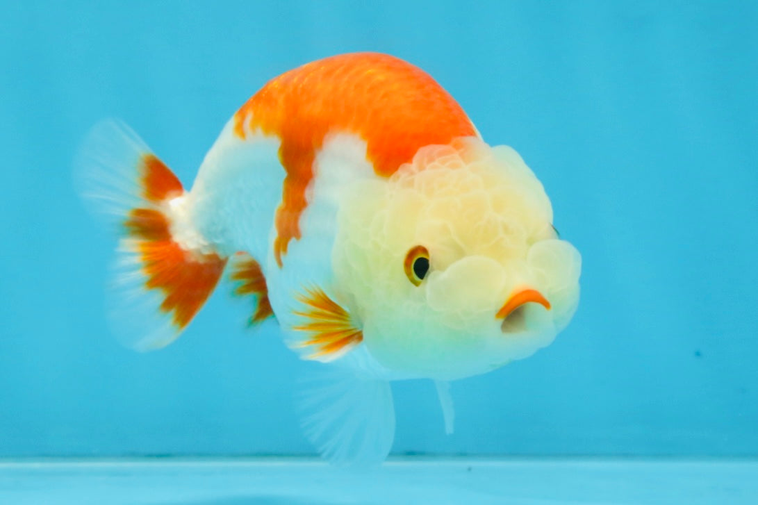 A Grade Red White LionKing 4 inches #112825LC_11