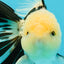 A Grade Panda Oranda Male 5.5 inches #030626OR_23