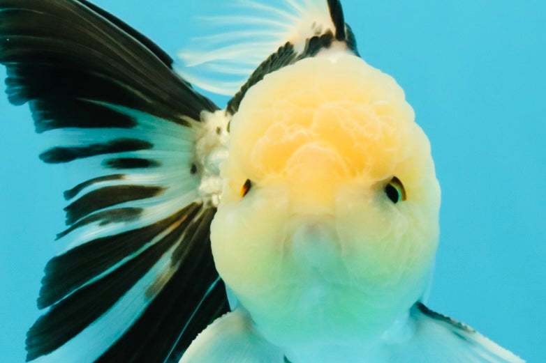 A Grade Panda Oranda Male 5.5 inches #030626OR_23