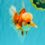 A Grade Red White Oranda Male 6 inches #100926OR_22