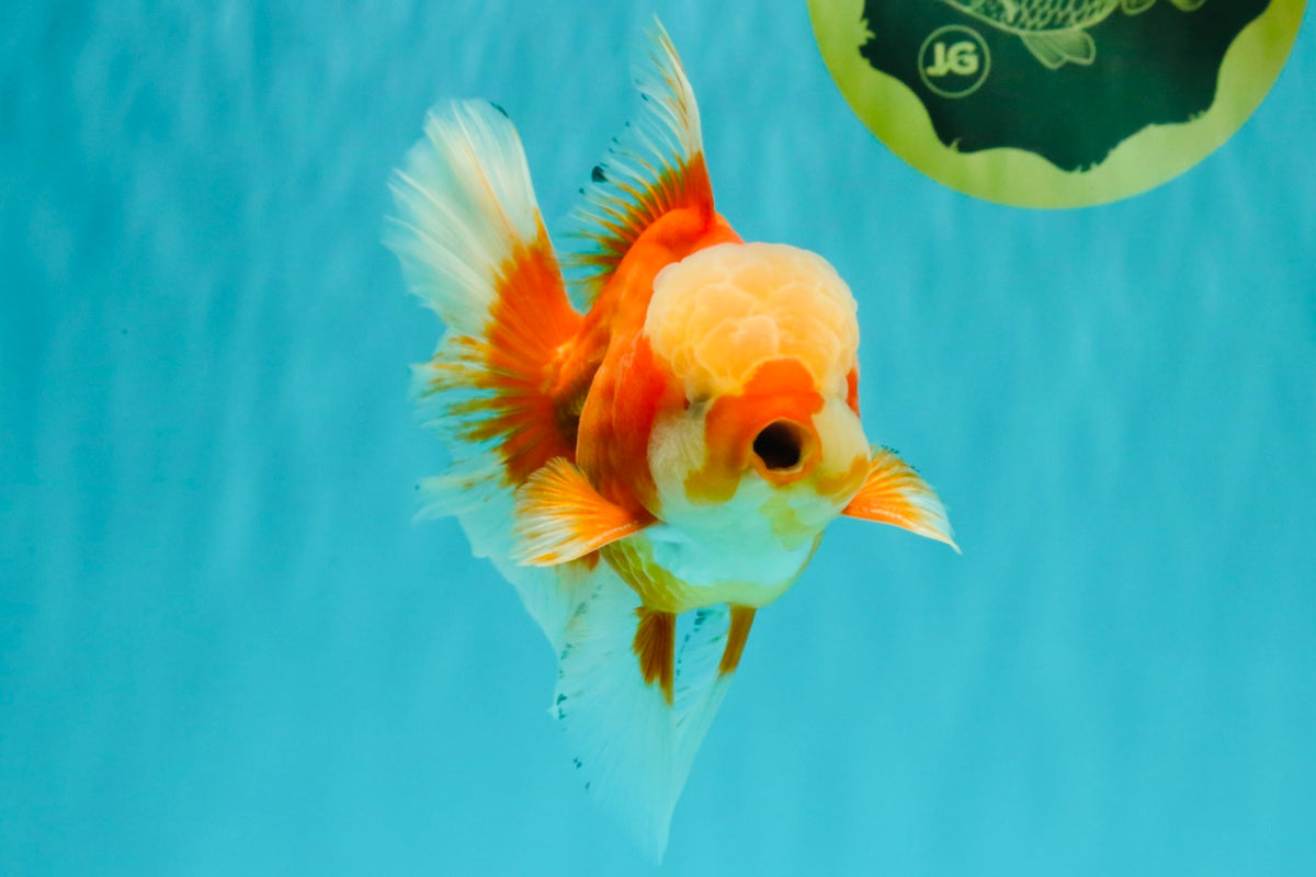 A Grade Red White Oranda Male 6 inches #100926OR_22