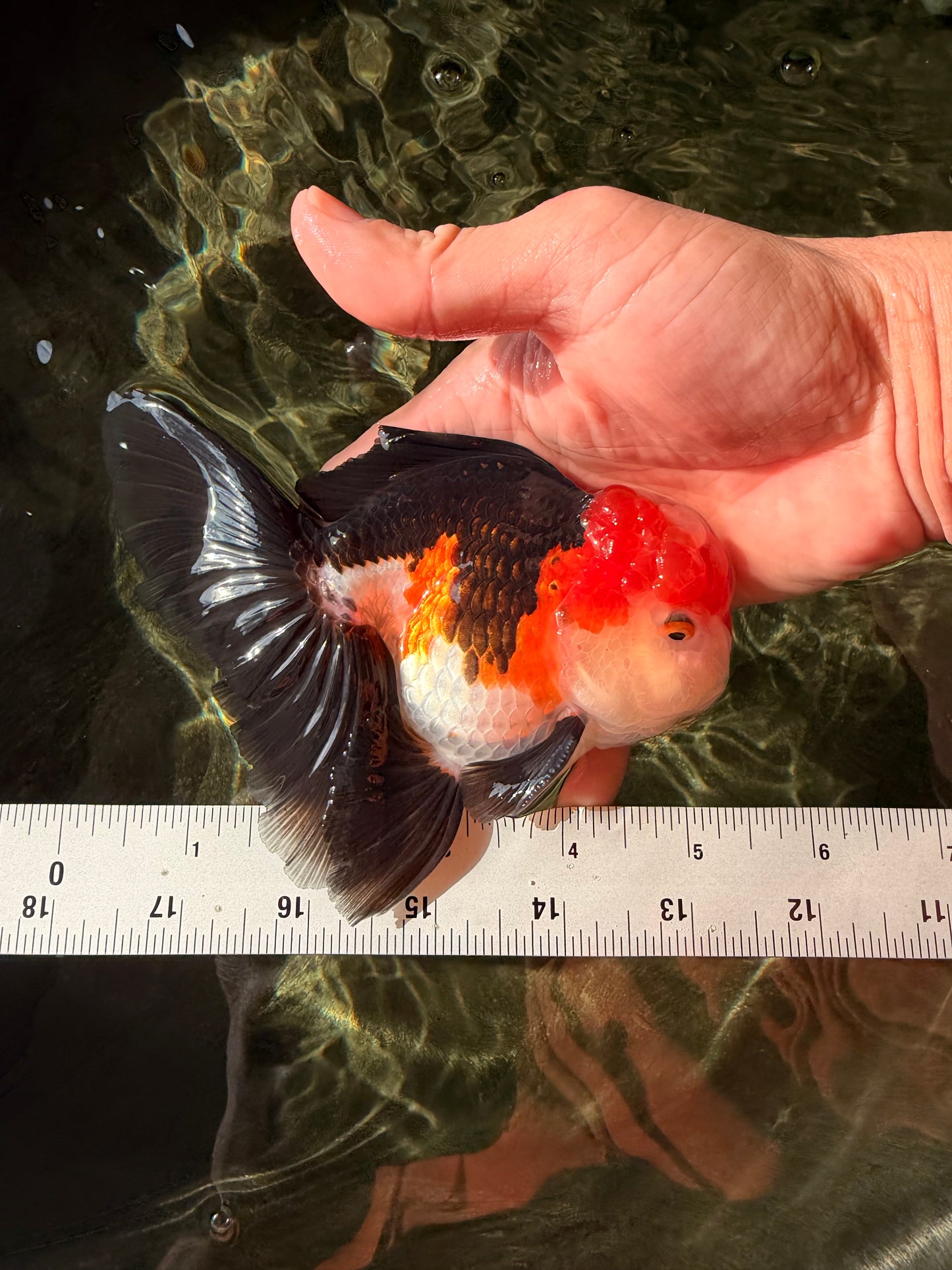 A Grade Tricolor Oranda Male 5-5.5  inches #032726OR_12