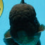 AAA Grade Godzilla Black Oranda Male 5.5 inches #100325OR_11