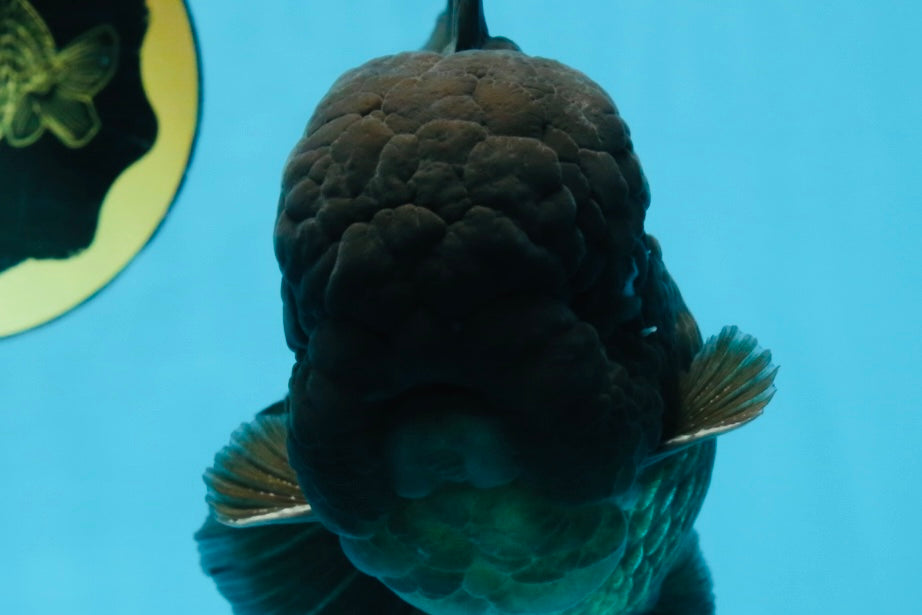 AAA Grade Godzilla Black Oranda Male 5.5 inches #100325OR_11