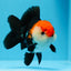 A Grade Tricolor Oranda Male 4.5 inches #0830OR_24