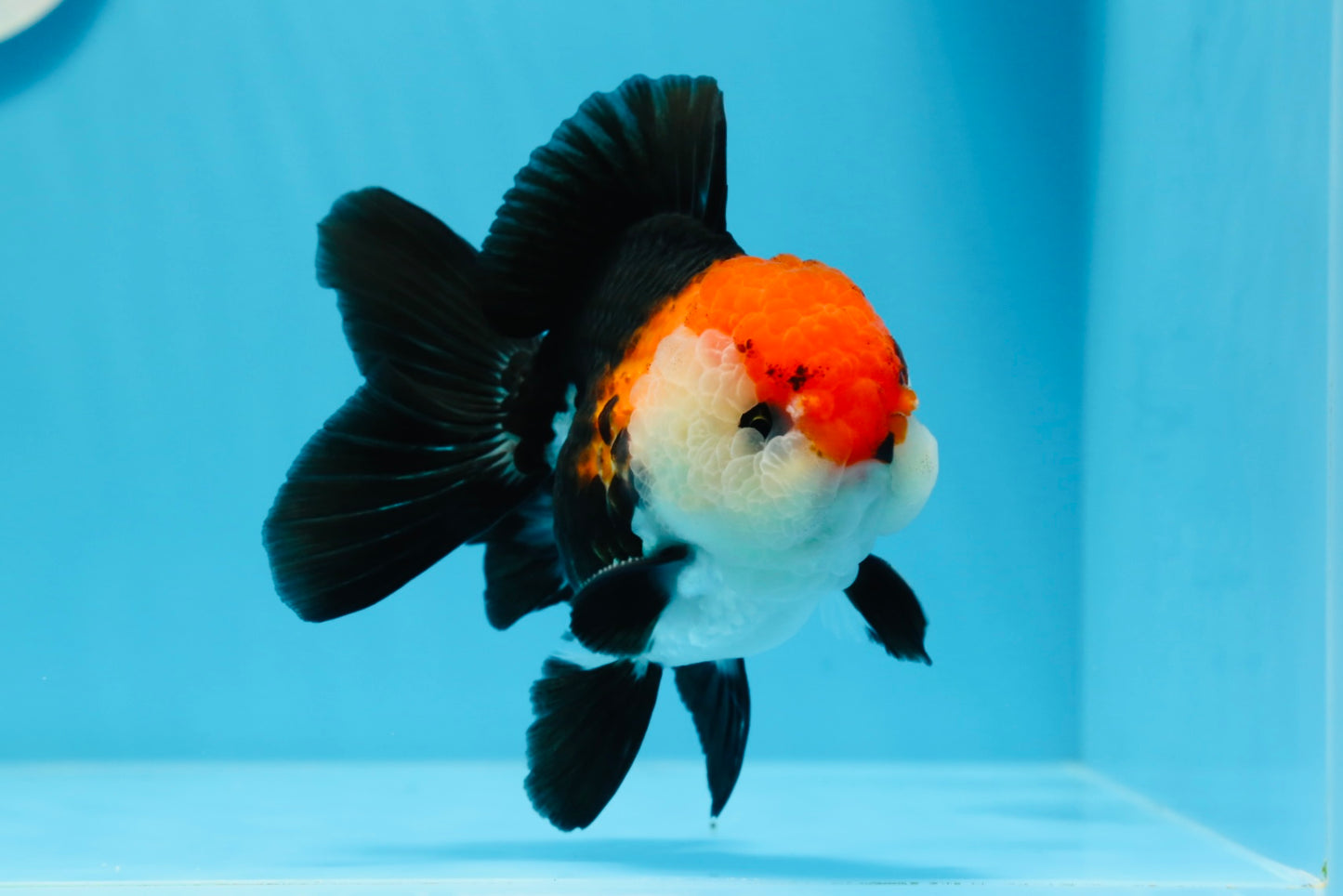 A Grade Tricolor Oranda Male 4.5 inches #0830OR_24