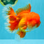 TOMATO AAA Grade Red White Oranda Male 6.5 inches #022026OR_05