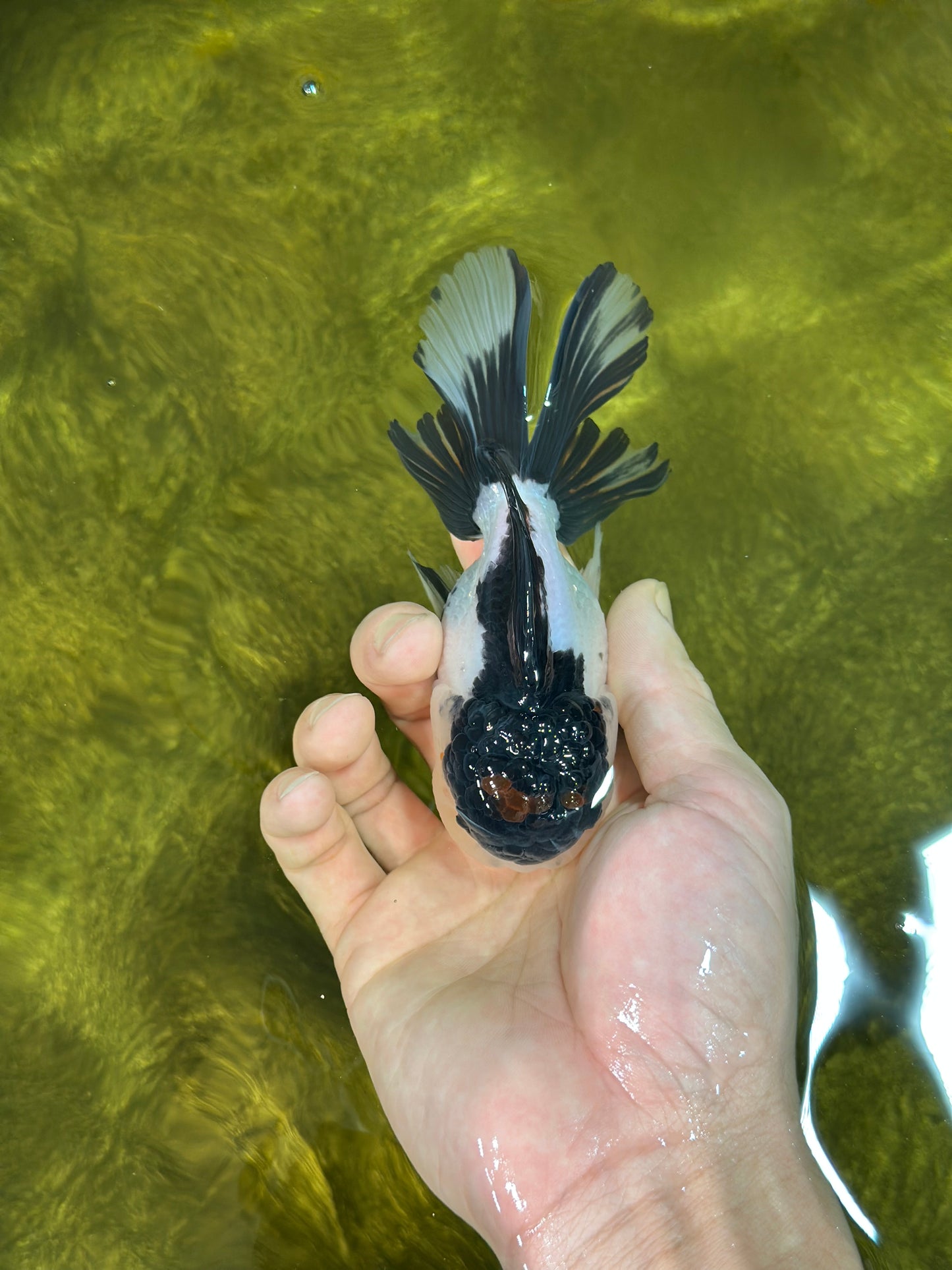 AAA Grade Tricolor Blink Button Eyes Oranda Male 4.5 inches #020725OR_34