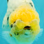 CHUBBY AAA Grade White Marble Blue Base Ranchu Male 5.5-6 inches #100226RC_28