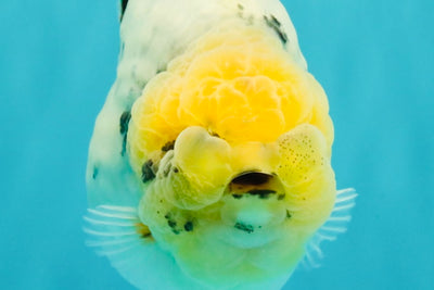 CHUBBY AAA Grade White Marble Blue Base Ranchu Male 5.5-6 inches #100226RC_28