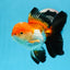 AAA Grade Tricolor Oranda Male 4.5-5 inches #0920OR_19