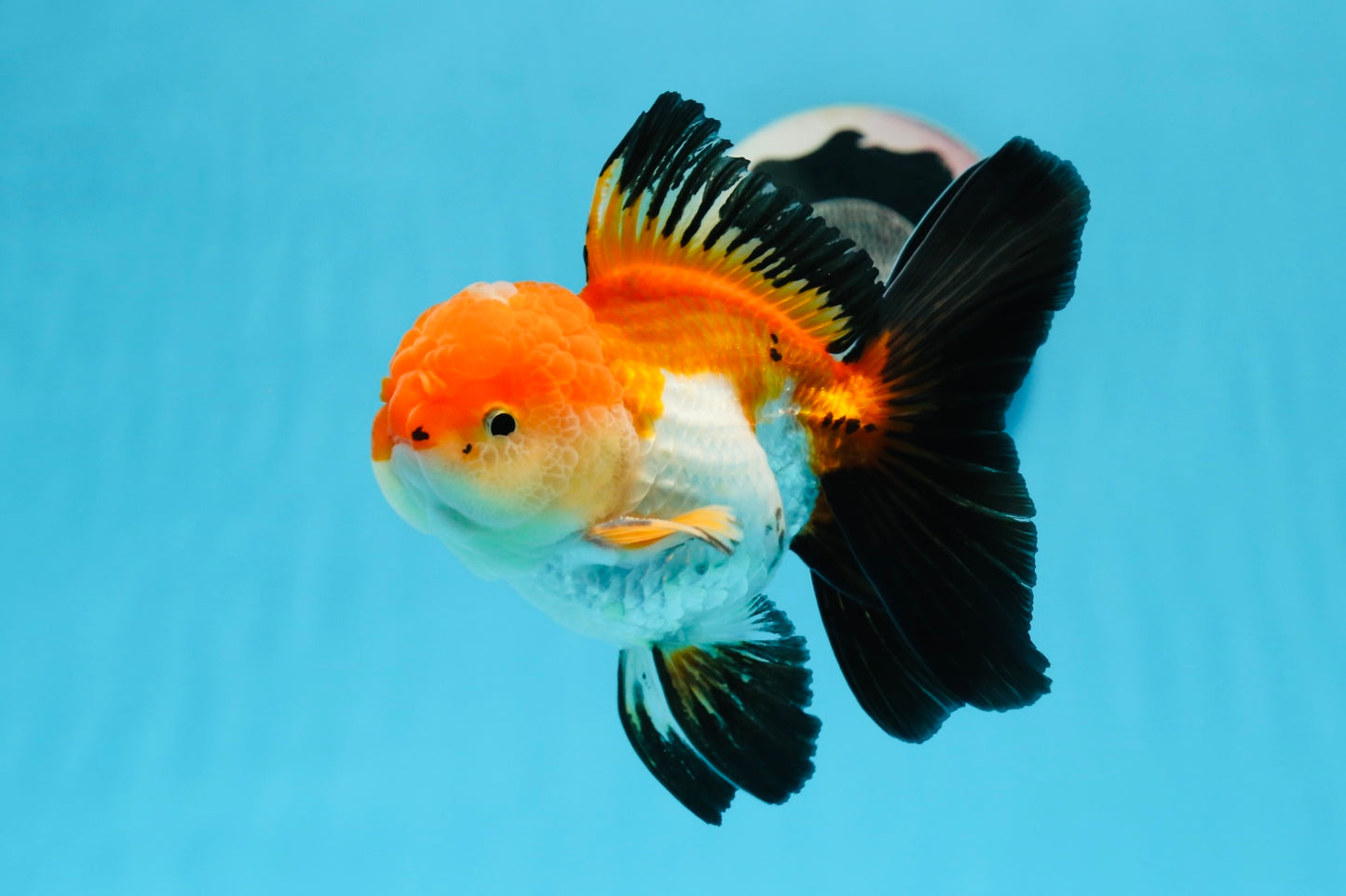 Oranda mâle tricolore de catégorie AAA de 4,5 à 5 pouces #0920OR_19