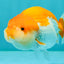 Red White LionChu Female 4.5 inches #070326LC_35