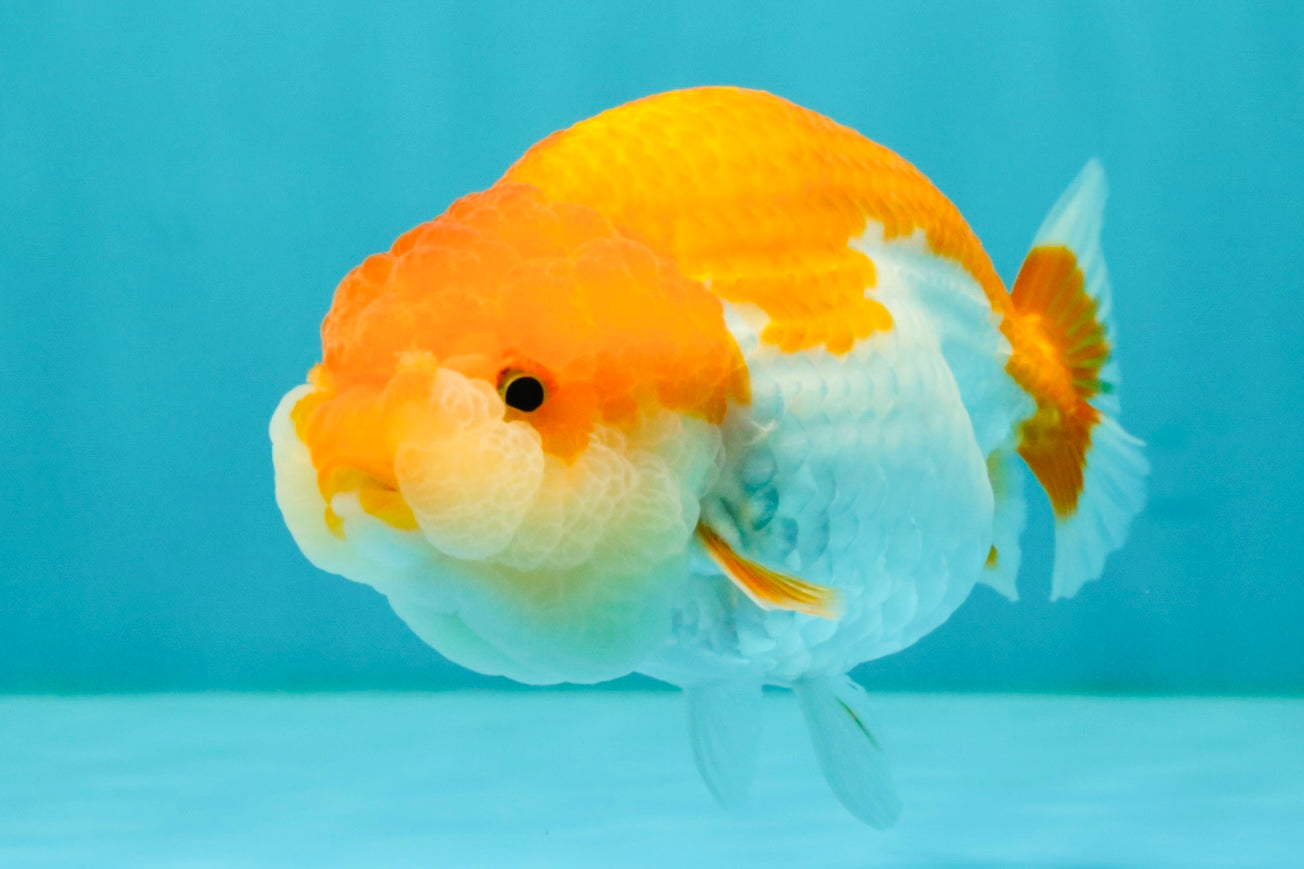Red White LionChu Female 4.5 inches #070326LC_35