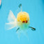 AAA Grade Lemonhead Oranda Male 4.5-5 inches #0830OR_16