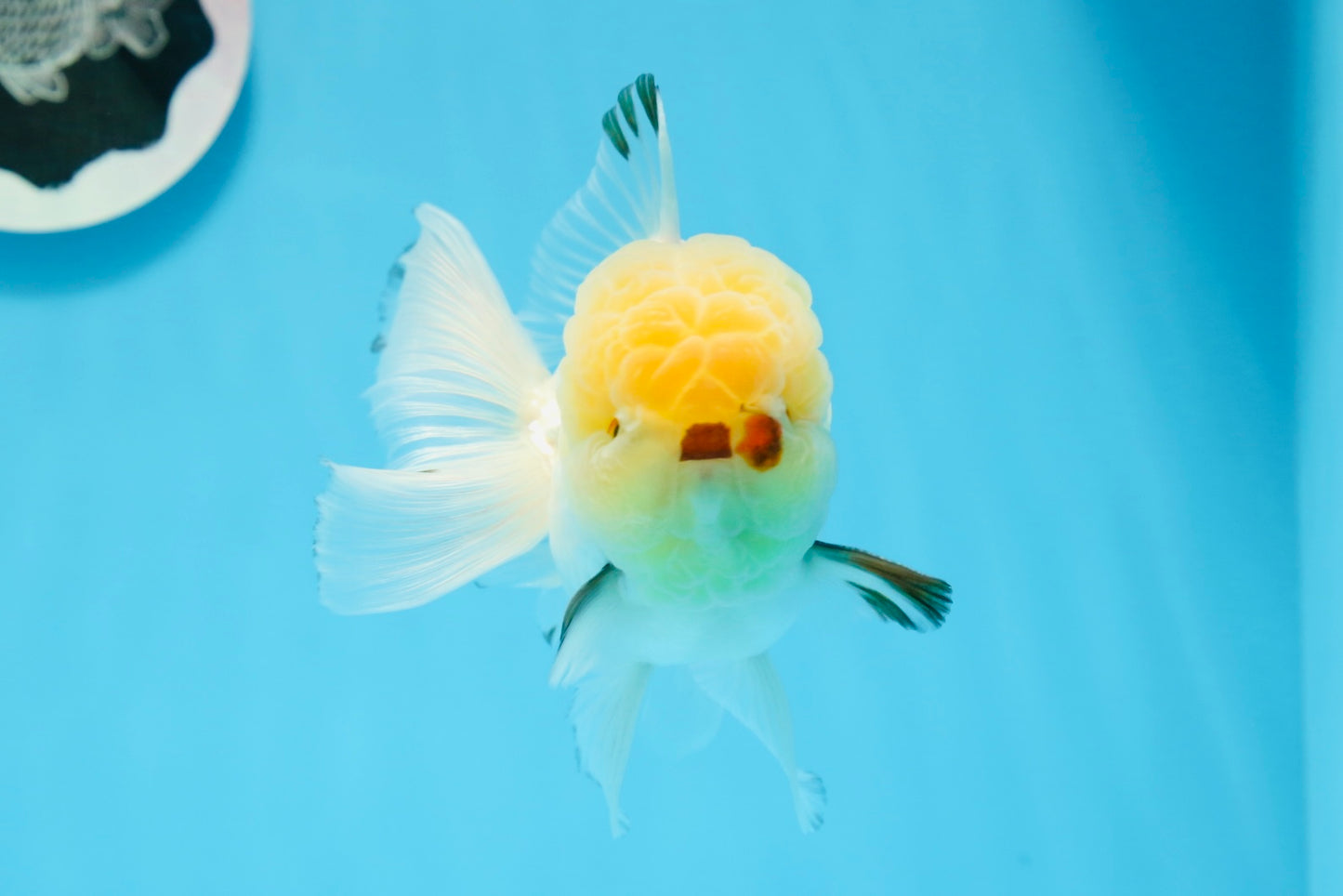 Oranda macho de cabeza de limón de grado AAA de 4,5 a 5 pulgadas n.º 0830OR_16