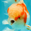 A  Grade Kohaku Red White Oranda Male 5.5-6 inches #082126OR_06