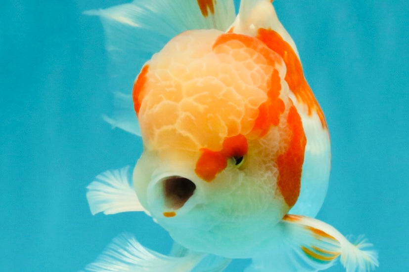 A  Grade Kohaku Red White Oranda Male 5.5-6 inches #082126OR_06