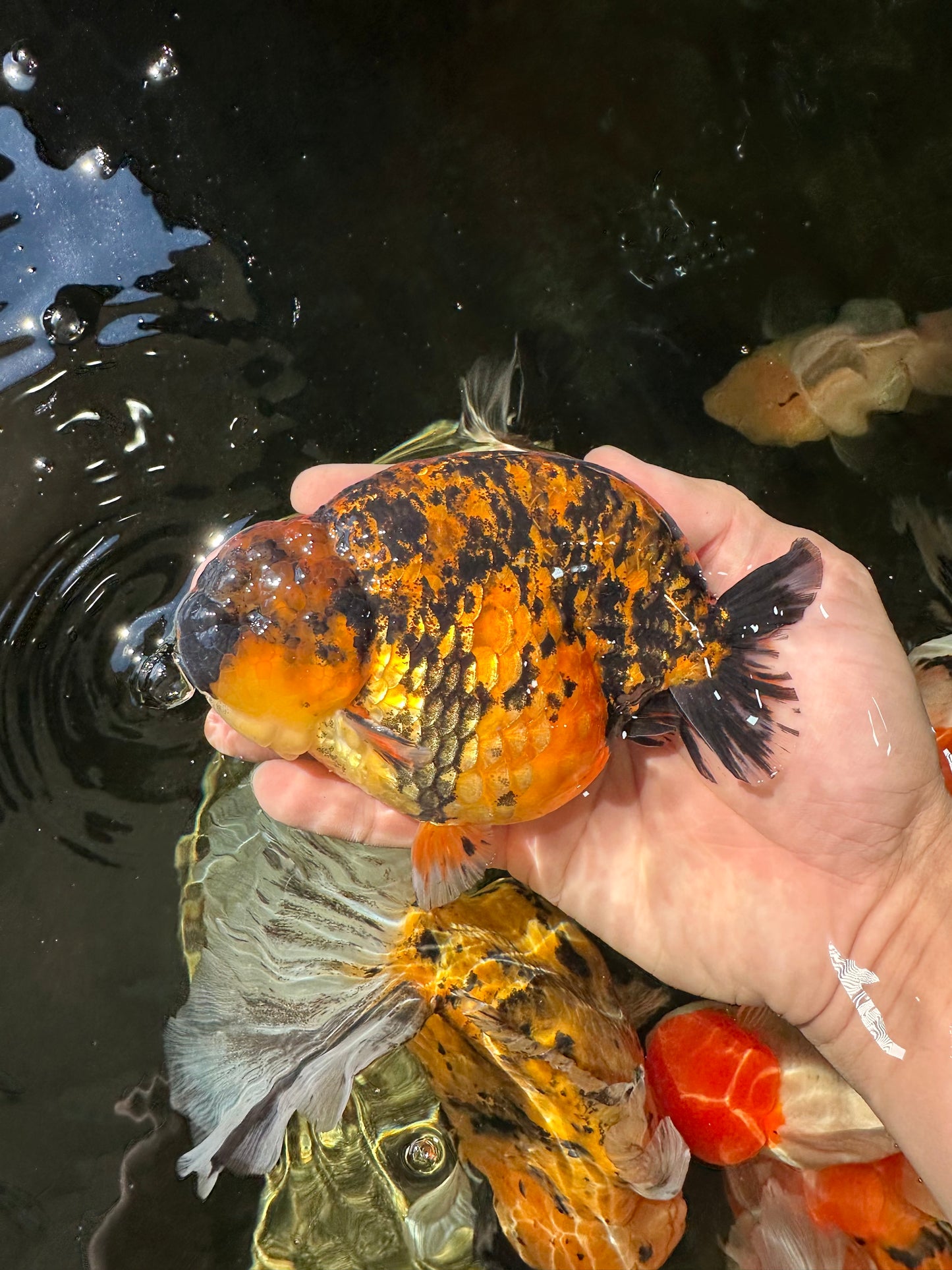 AAA Grade Tiger LionKing 5 inches #052325LC_18