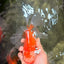 A Grade Red White Oranda Male 6.5 inches #082826OR_11