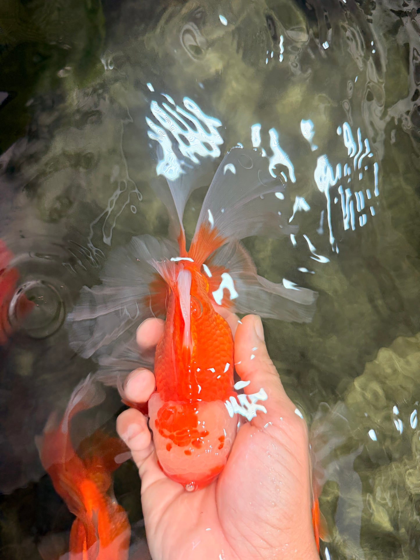 A Grade Red White Oranda Male 6.5 inches #082826OR_11