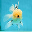 AAA Grade Tricolor Oranda Male 5.5 inches #050925OR_40