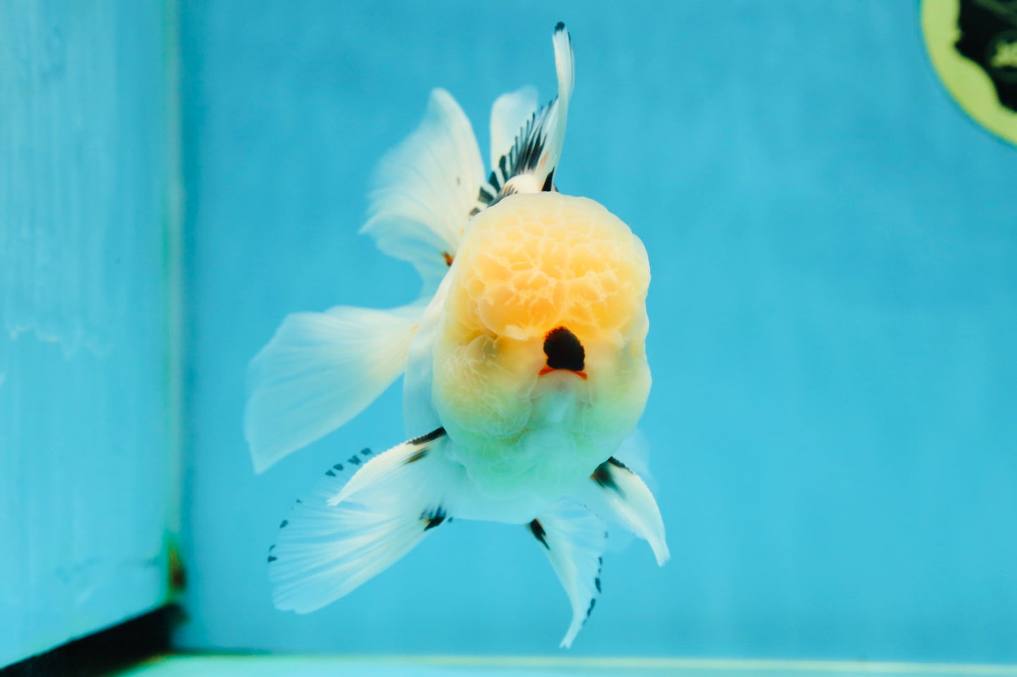 AAA Grade Tricolor Oranda Male 5.5 inches #050925OR_40