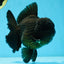 AAA Grade VERY SPECIAL Godzilla Black Oranda Male 5-5.5 inches #051625OR_18