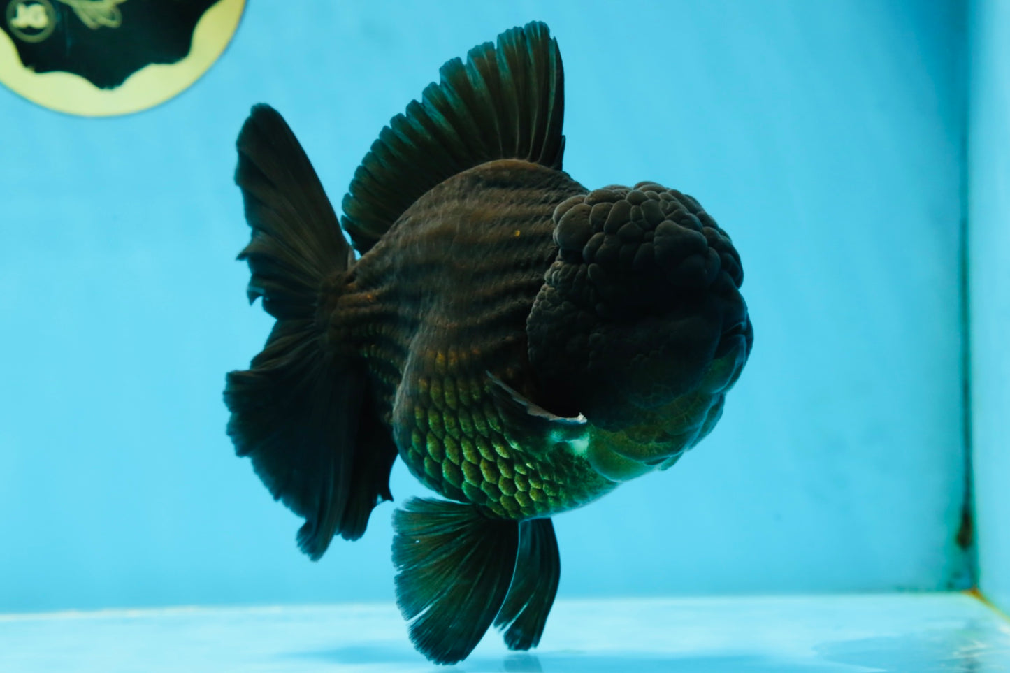 AAA Grade VERY SPECIAL Godzilla Black Oranda Male 5-5.5 inches #051625OR_18