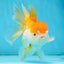 A Grade Chubby Orange White Oranda Female 4.5 inches #010325OR_07