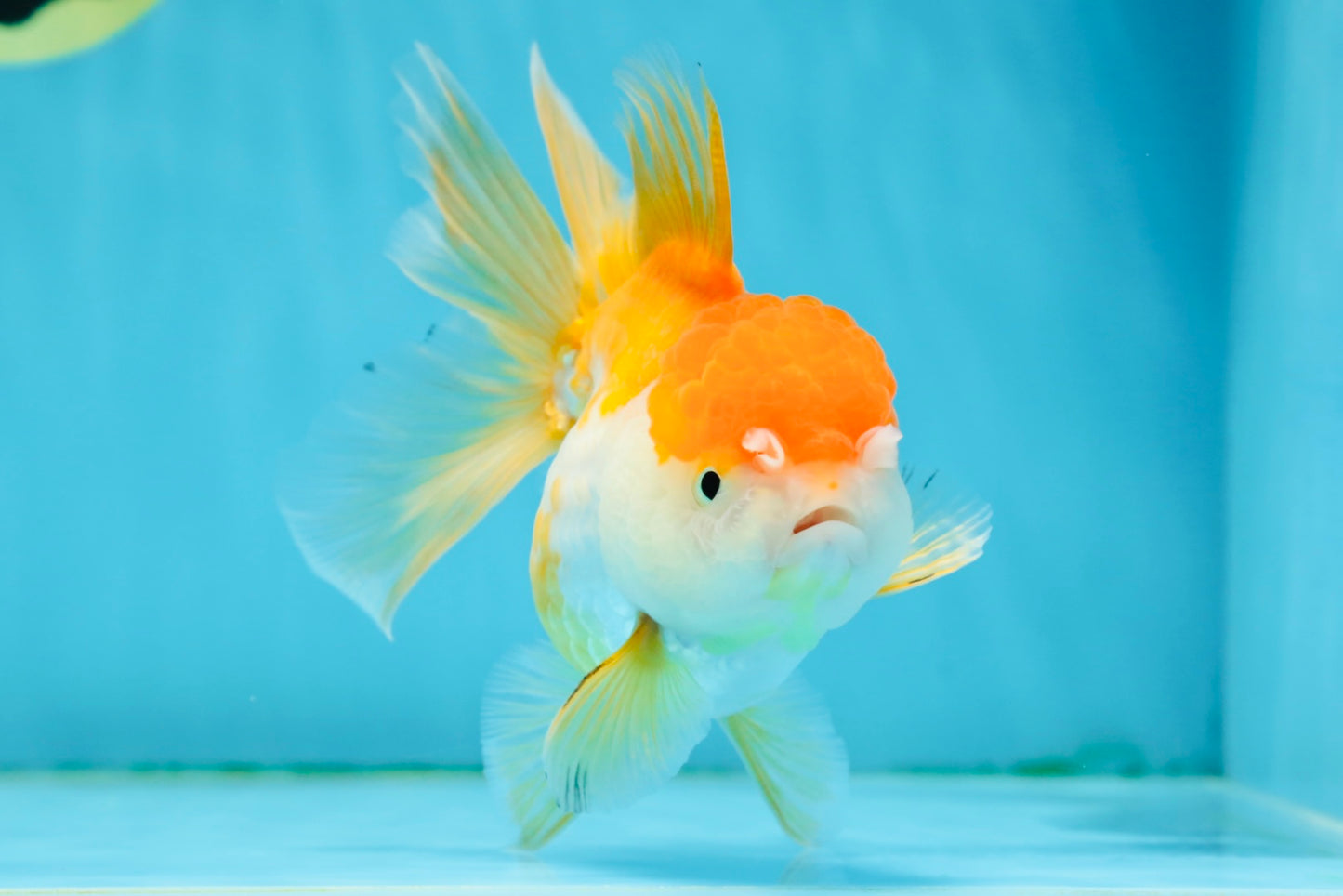 A Grade Chubby Orange White Oranda Female 4.5 inches #010325OR_07