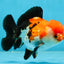 A Grade PomPom Tricolor Yuanbao Male 4-4.5 inches #060625YB_08