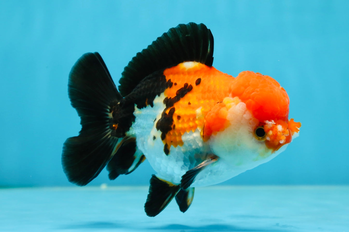 A Grade PomPom Tricolor Yuanbao Male 4-4.5 inches #060625YB_08