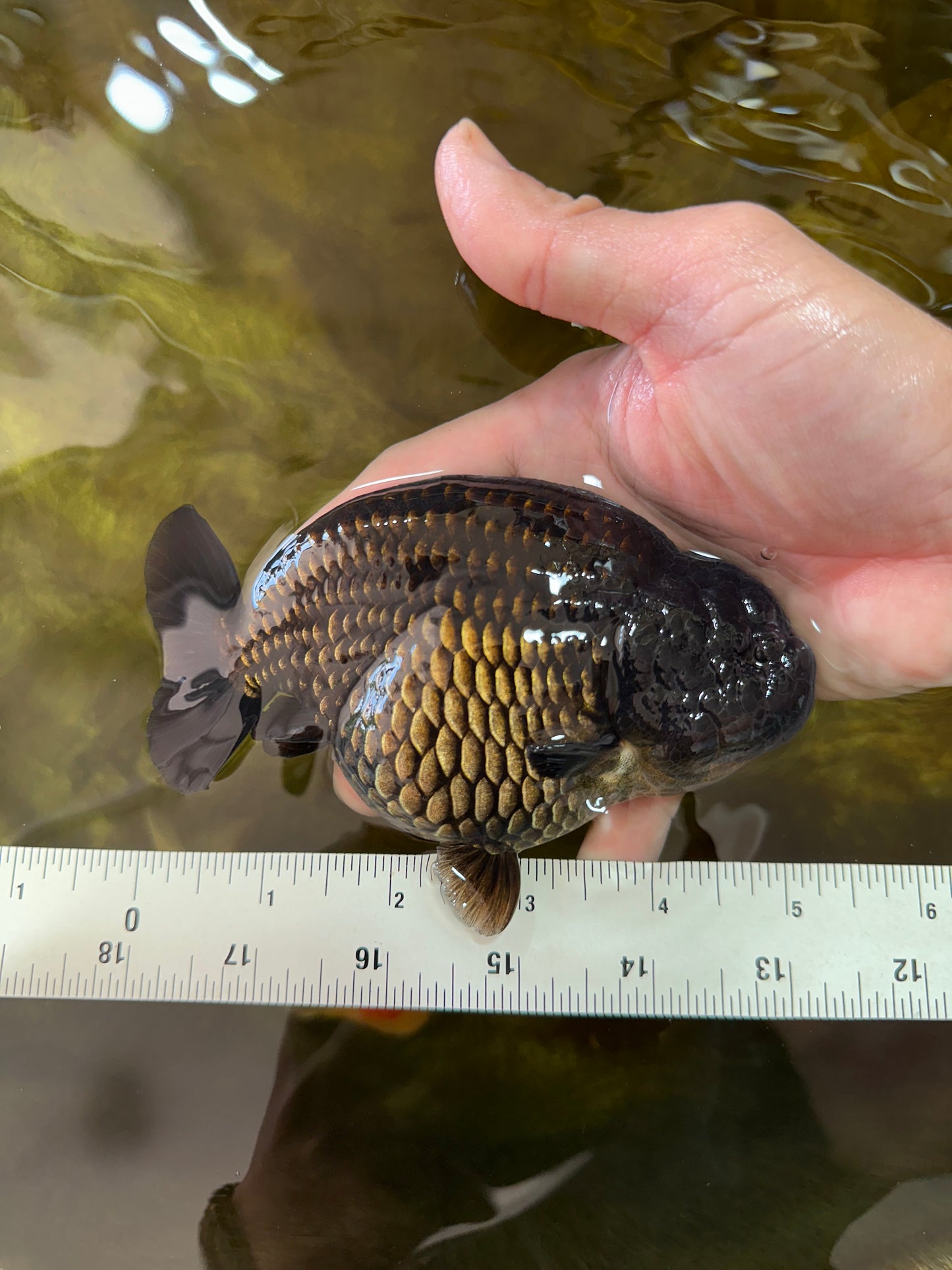 AAA Grade RARE Strong Body Structure Godzilla Black LionQueen 5 inches #051625LC_07