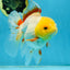 A Grade Butterfly White Orange Oranda Female 5.5 inches #062725OR_23