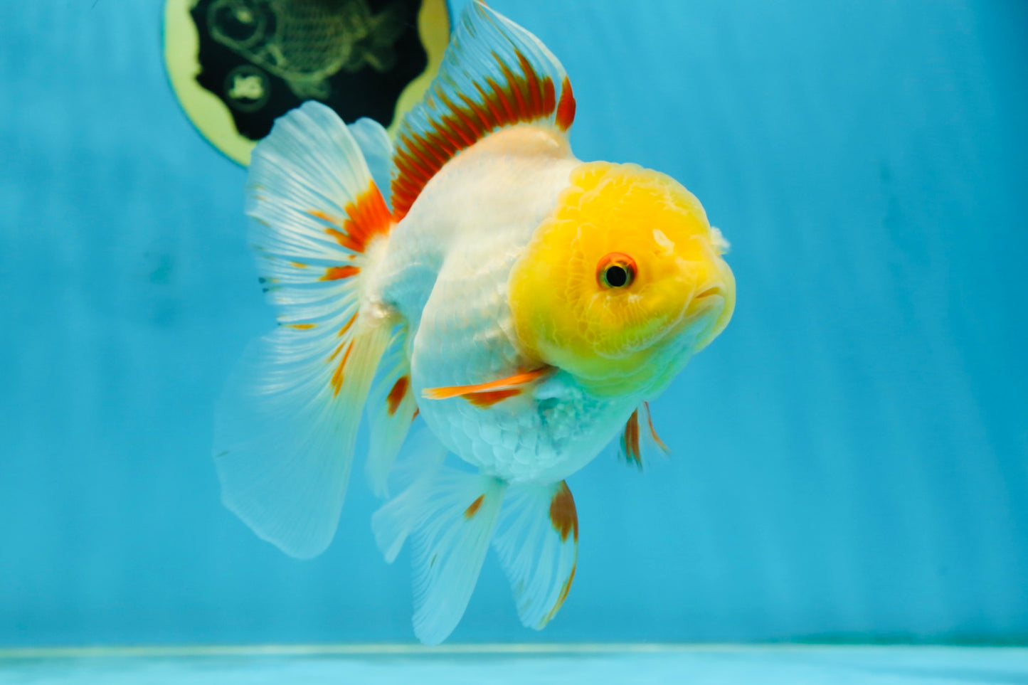 A Grade Butterfly White Orange Oranda Female 5.5 inches #062725OR_23