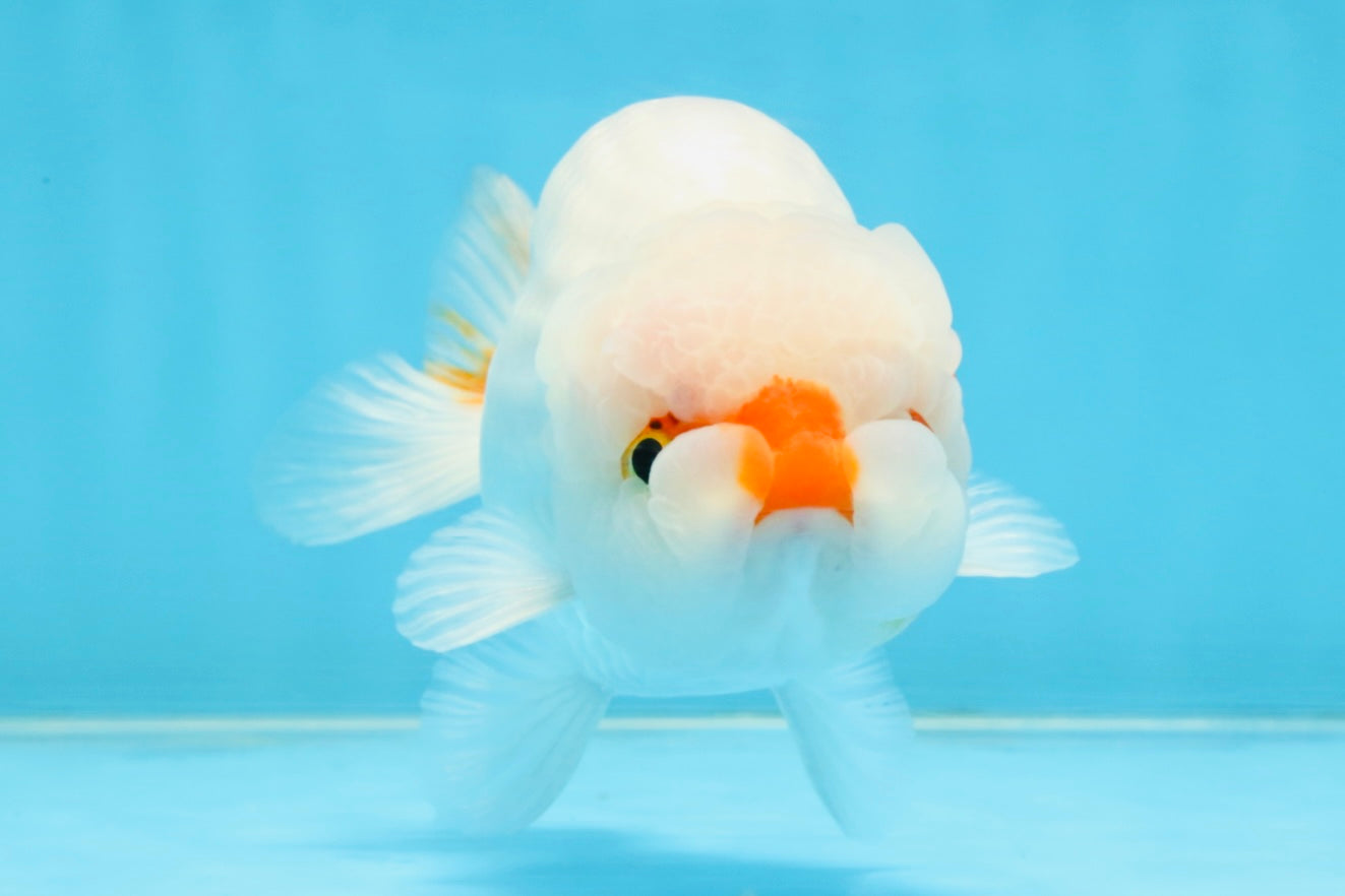 A Grade Red White LionKing 5-5.5 inches #112125LC_03