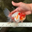 A  Grade Kohaku Red White Oranda Male 5.5-6 inches #082126OR_06