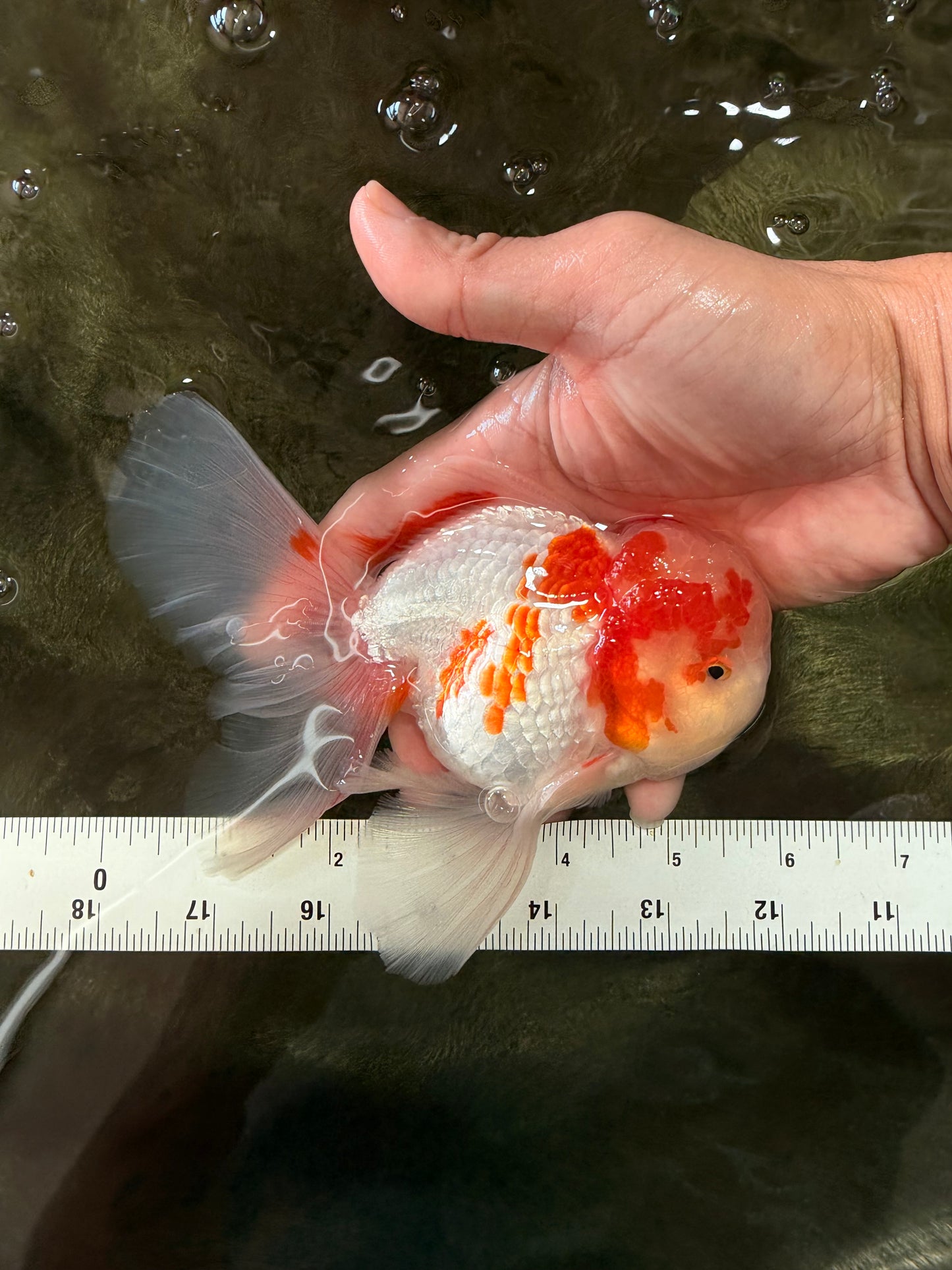 A  Grade Kohaku Red White Oranda Male 5.5-6 inches #082126OR_06