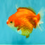 CHONKY AAA Grade Red White Yuanbao Female 5-5.5 inches #080726YB_23